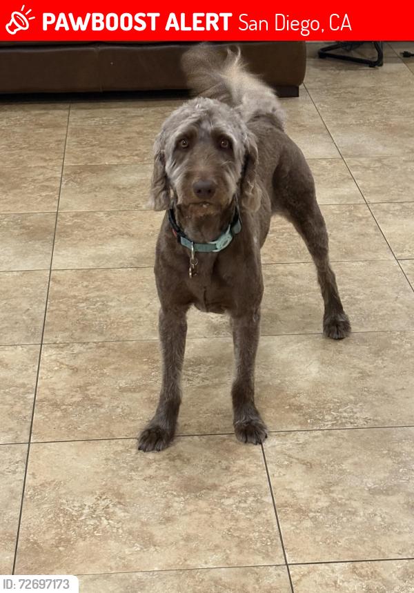 Lost Male Dog last seen Vista pacífica park, San Diego, CA 92154