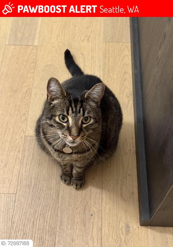 Lost Male Cat last seen 97th St and Palatine Ave N, Seattle, WA 98117