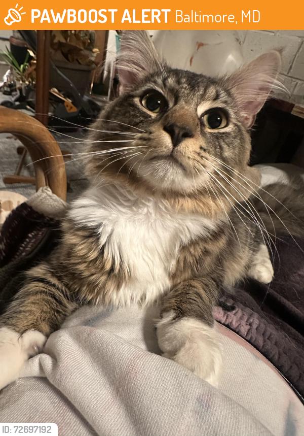 Found/Stray Unknown Cat last seen Yale and parkton , Baltimore, MD 21229
