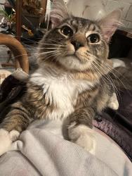 Found/Stray Unknown Cat last seen Yale and parkton , Baltimore, MD 21229