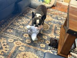Lost Male Dog last seen Hwy 12 & C street, Rogers, AR 72756