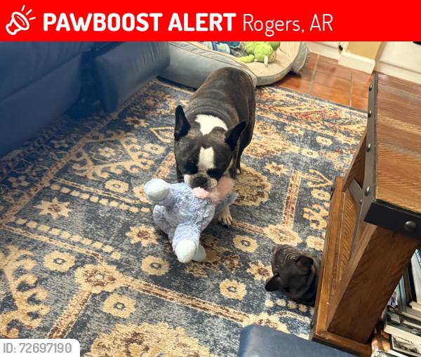 Lost Male Dog last seen Hwy 12 & C street, Rogers, AR 72756
