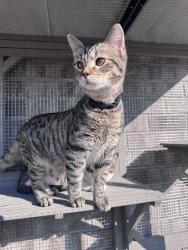 Lost Male Cat last seen Sanderfer Rd, Athens, AL 35611