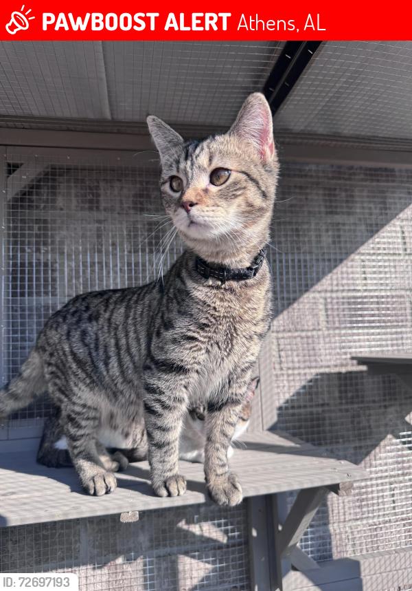 Lost Male Cat last seen Sanderfer Rd, Athens, AL 35611