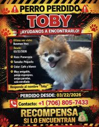 Lost Male Dog last seen Bowman hwy, Hartwell, GA 30643