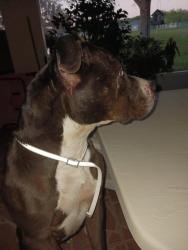 Found/Stray Female Dog last seen North of 52 on 41.   , Brooksville, FL 34605