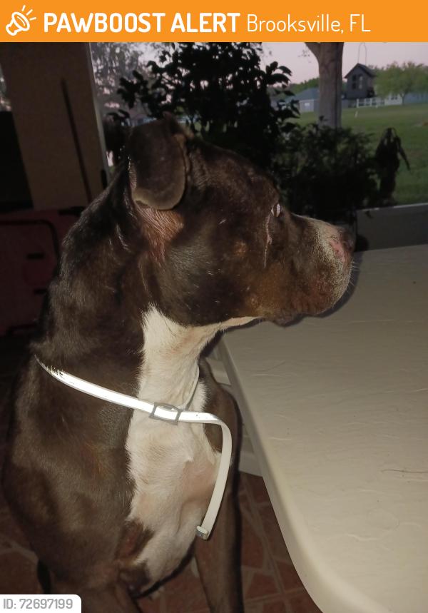 Found/Stray Female Dog last seen North of 52 on 41.   , Brooksville, FL 34605