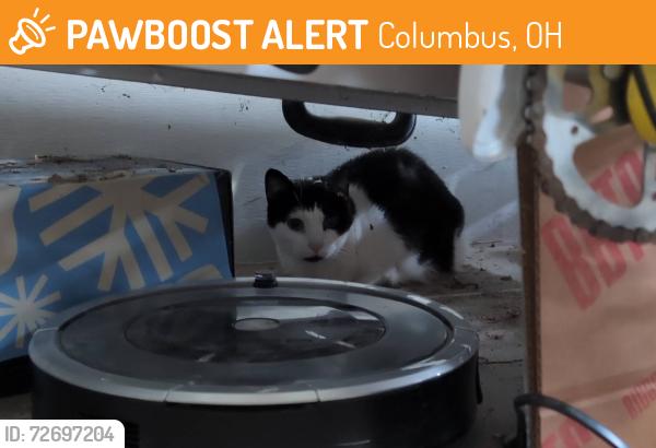 Found/Stray Female Cat last seen Denbigh between Reed and Kenny, Columbus, OH 43220