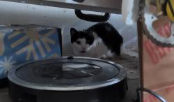 Found/Stray Female Cat last seen Denbigh between Reed and Kenny, Columbus, OH 43220