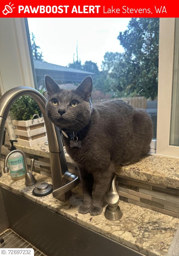 Lost Male Cat last seen Between 99th Ave Se and 10th place SE lake Stevens , Lake Stevens, WA 98258