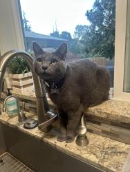 Lost Male Cat last seen Between 99th Ave Se and 10th place SE lake Stevens , Lake Stevens, WA 98258