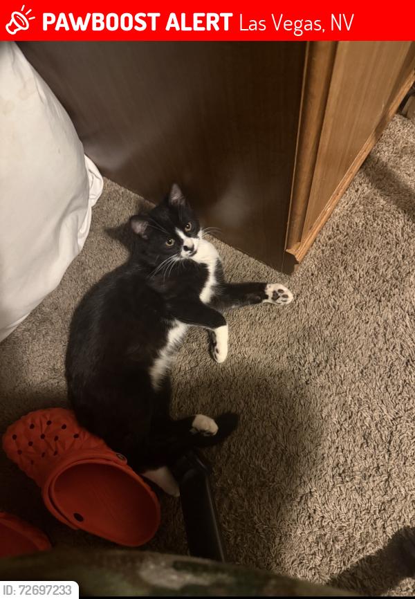 Lost Male Cat last seen Desert Shores on ocean terrace way, Las Vegas, NV 89128