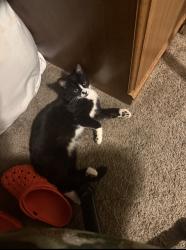 Lost Male Cat last seen Desert Shores on ocean terrace way, Las Vegas, NV 89128