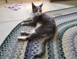 Lost Male Cat last seen corner of Lancashire & Stonetree in Surreywood, Richmond, VA 23235