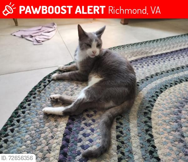 Lost Male Cat last seen corner of Lancashire & Stonetree in Surreywood, Richmond, VA 23235