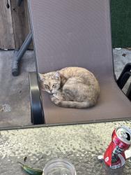 Lost Female Cat last seen main and 64th, Los Angeles, CA 90003