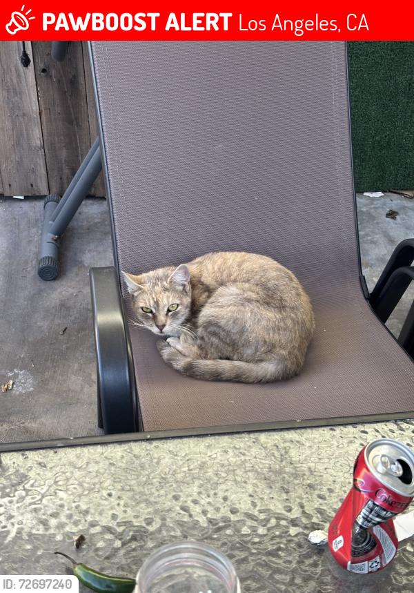 Lost Female Cat last seen main and 64th, Los Angeles, CA 90003