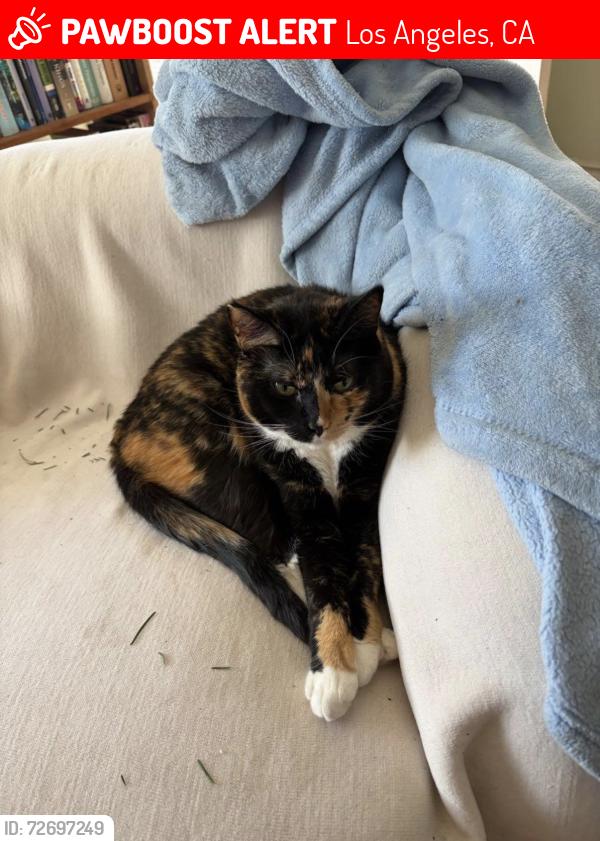 Lost Female Cat last seen Valmont and Haines Canyon, Los Angeles, CA 91042