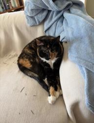 Lost Female Cat last seen Valmont and Haines Canyon, Los Angeles, CA 91042