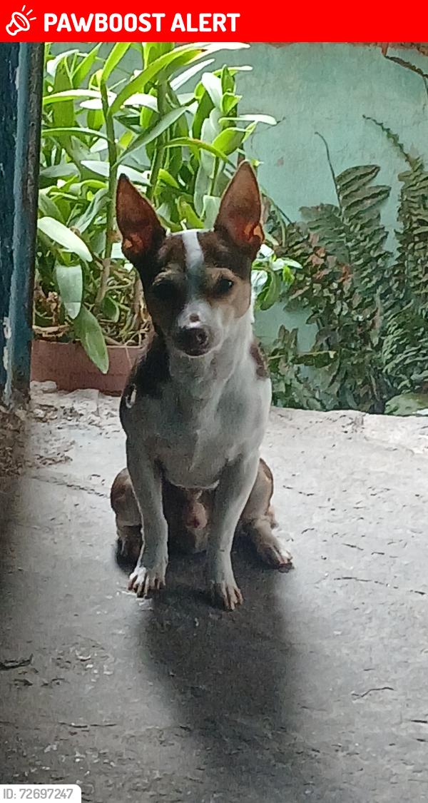 Lost Male Dog last seen Leon , León de los Aldama, Gto. 37235