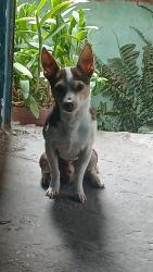 Lost Male Dog last seen Leon , León de los Aldama, Gto. 37235