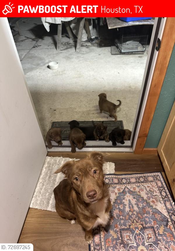 Lost Female Dog last seen Near Fuqua St Houston, TX  77075 United States, Houston, TX 77075