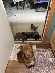 Lost Female Dog last seen Near Fuqua St Houston, TX  77075 United States, Houston, TX 77075
