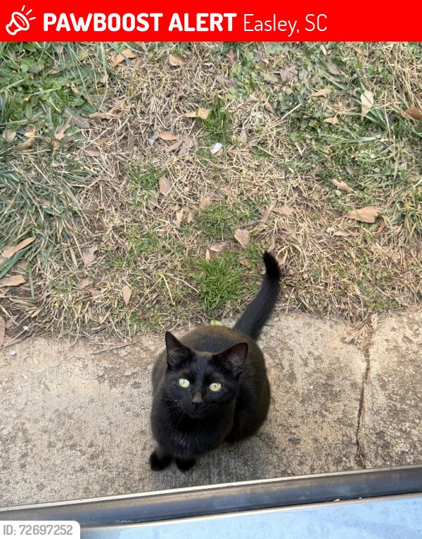 Lost Female Cat last seen McCoy at , Easley, SC 29640