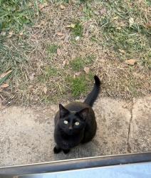 Lost Female Cat last seen McCoy at , Easley, SC 29640