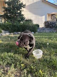 Found/Stray Unknown Dog last seen Bruceville and Sheldon , Sacramento, CA 95823