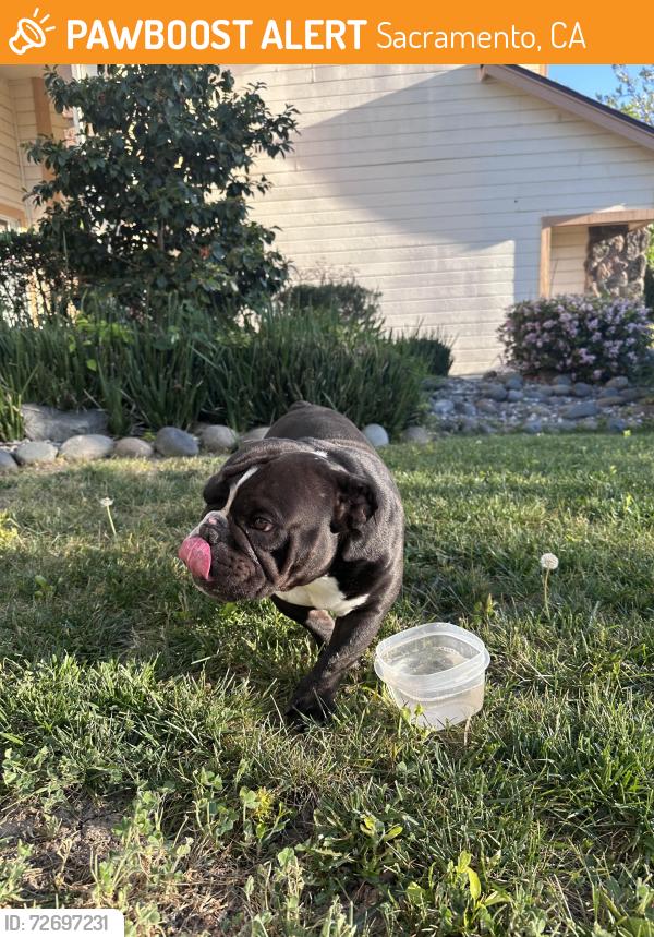 Found/Stray Unknown Dog last seen Bruceville and Sheldon , Sacramento, CA 95823