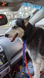 Found/Stray Male Dog last seen Hyattsville -landover Maryland , Hyattsville, MD 20781