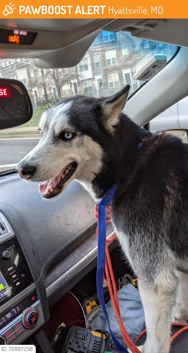 Found/Stray Male Dog last seen Hyattsville -landover Maryland , Hyattsville, MD 20781