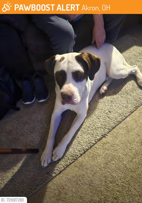 Found/Stray Male Dog last seen Evergreen, Akron, OH 44301