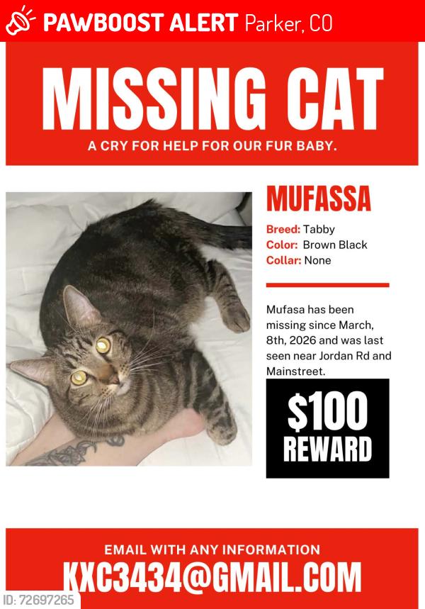 Lost Male Cat last seen Jordan and mainstreet , Parker, CO 80134