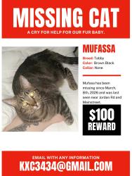 Lost Male Cat last seen Jordan and mainstreet , Parker, CO 80134