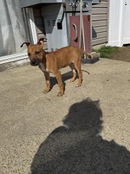 Found/Stray Female Dog last seen Shelby St by Garfield Park, Indianapolis, IN 46225