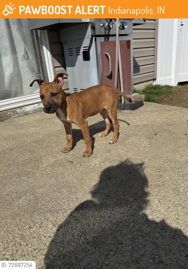 Found/Stray Female Dog last seen Shelby St by Garfield Park, Indianapolis, IN 46225