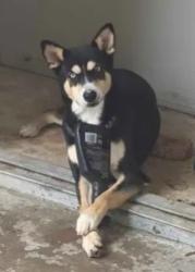 Shelter Stray Male Dog last seen EMERALD ASH, San Antonio, TX 78227