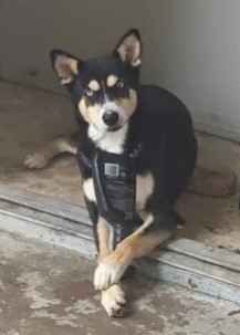 Shelter Stray Male Dog last seen EMERALD ASH, San Antonio, TX 78227