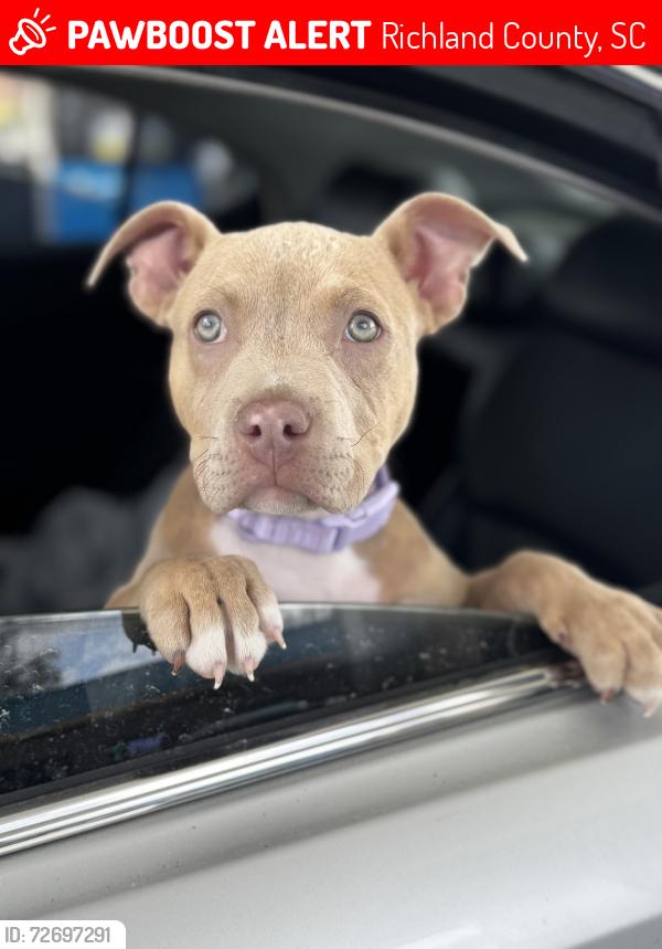Lost Female Dog last seen Indigo ridge drive Columbia sc , Richland County, SC 29229