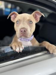 Lost Female Dog last seen Indigo ridge drive Columbia sc , Richland County, SC 29229