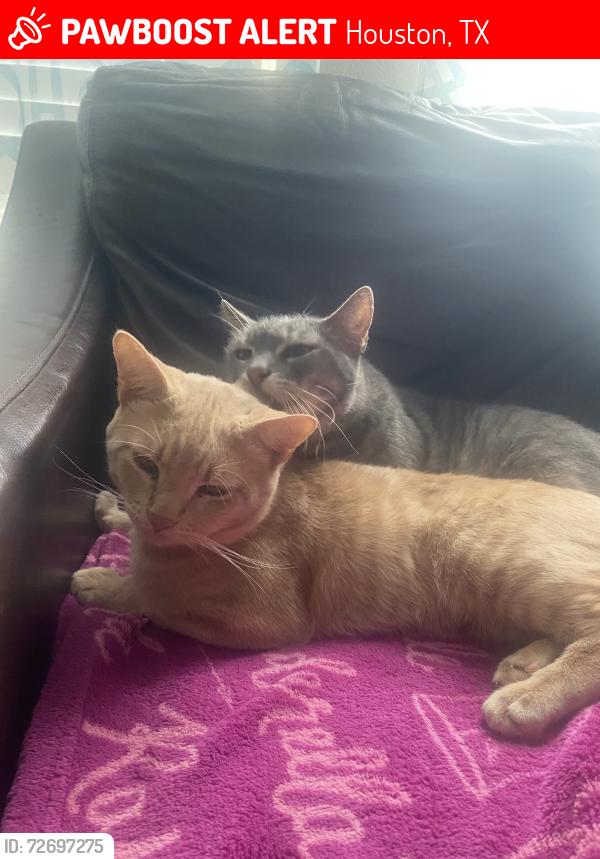 Lost Male Cat last seen Morton R And Clevera Walk ln , Houston, TX 77084