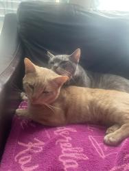 Lost Male Cat last seen Morton R And Clevera Walk ln , Houston, TX 77084