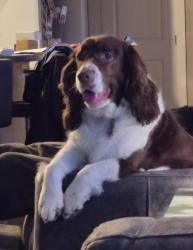 Lost Female Dog last seen Westlake park, Santa Cruz, CA 95060