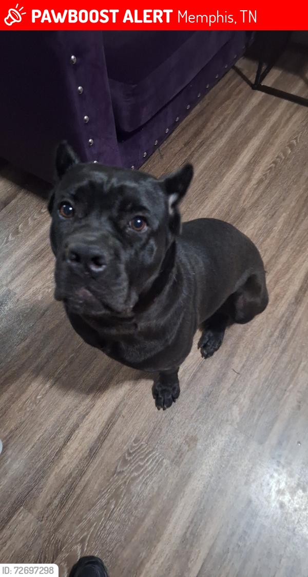 Lost Female Dog last seen Raleigh area near Egypt Central, Memphis, TN 38128