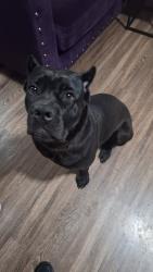 Lost Female Dog last seen Raleigh area near Egypt Central, Memphis, TN 38128