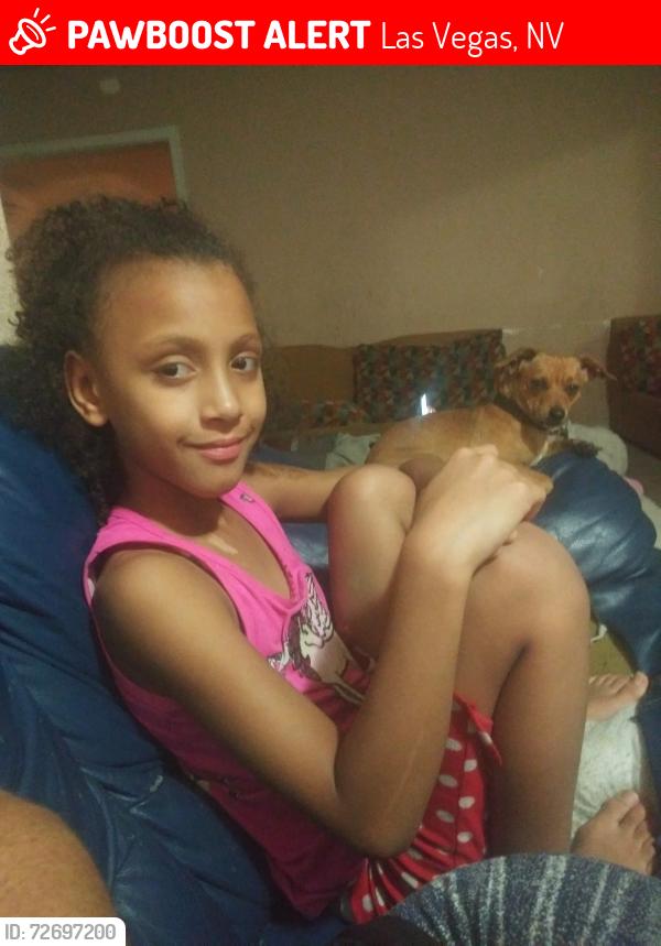 Lost Male Dog last seen Sahara and McCloud, Las Vegas, NV 89104