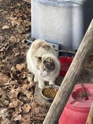 Found/Stray Unknown Cat last seen Washburn-McReavy New Brighton Funeral Chapel, New Brighton, MN 55112