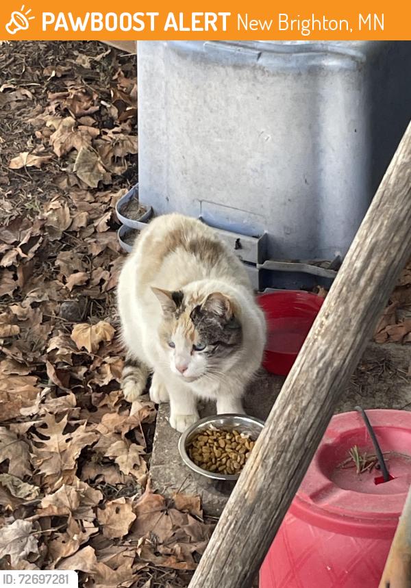 Found/Stray Unknown Cat last seen Washburn-McReavy New Brighton Funeral Chapel, New Brighton, MN 55112